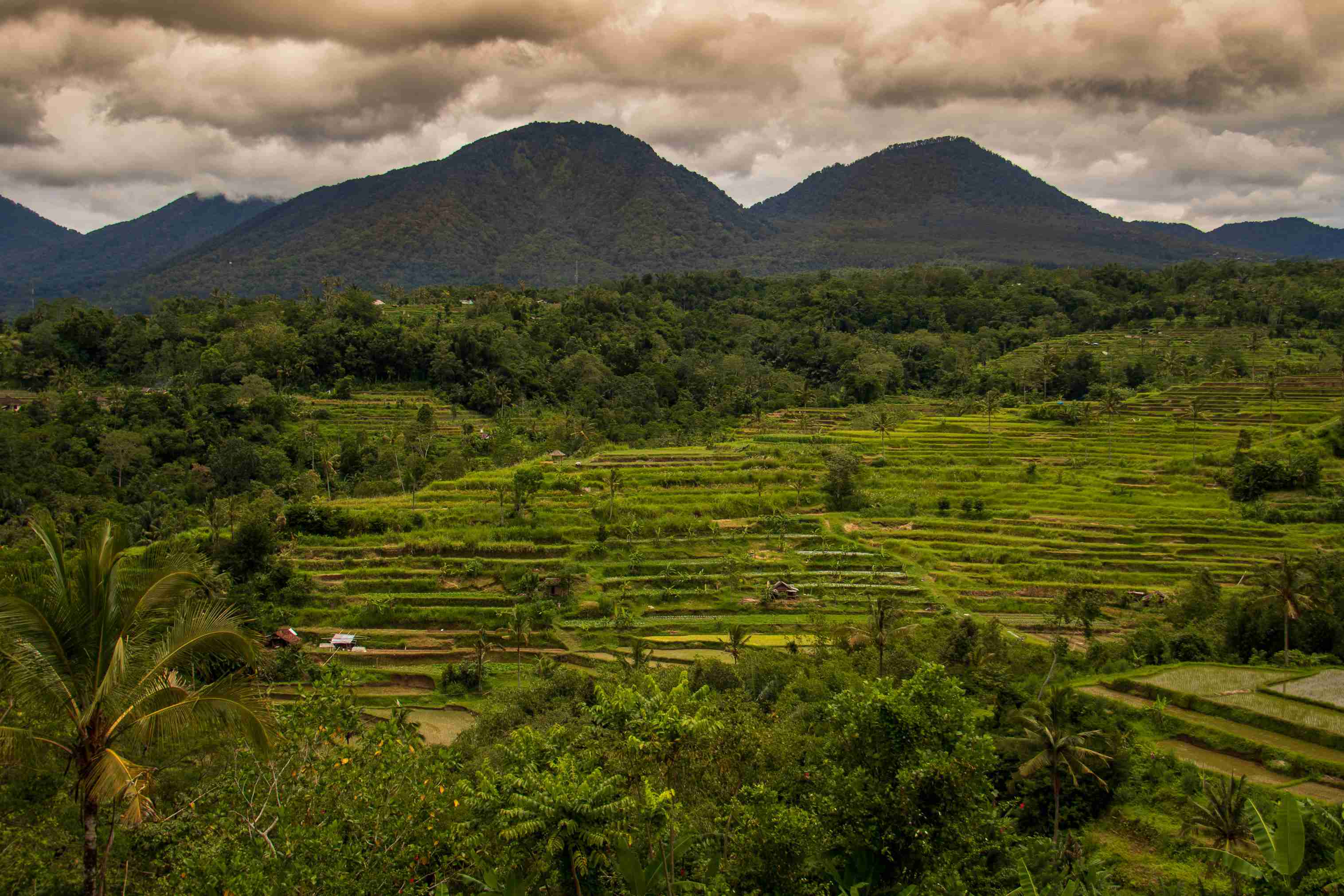 Rice terraces on
                the border of the rainforest and mountains in the heart of Bali,
                Indonesia.